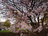 麻生北公園