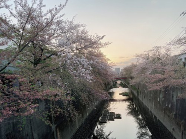 石神井川の画像1