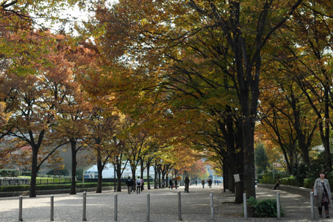 代々木公園 ケヤキ並木情報ページ 目黒 渋谷の土地 一戸建て情報はウェストパーク