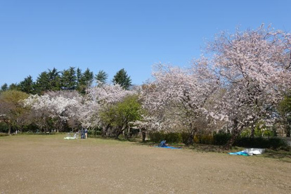 石神井公園 草地広場の画像1