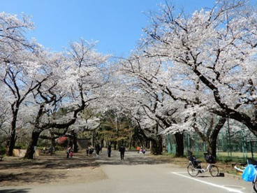 石神井公園 桜広場の画像1