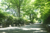 洲崎川緑道公園