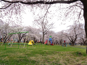 小坂中央公園の画像3
