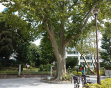 公園 新宿区立四谷見附公園