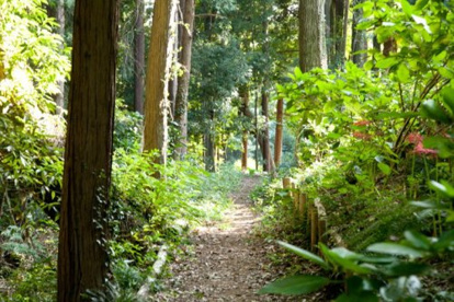 かしの木山自然公園の画像1