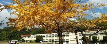 瀬々串小学校の画像1