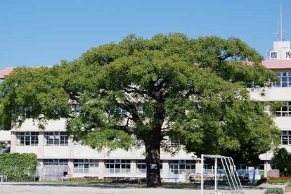 川上小学校の画像1