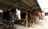 ちばシティ乗馬クラブ