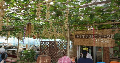 千葉中央観光農園の画像1