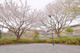 練馬区立高松二丁目さくら緑地の画像