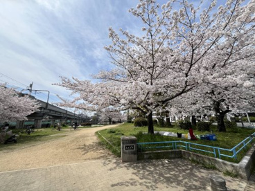 長池公園の画像1