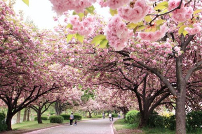 桜堤公園の画像1