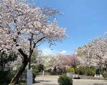 豊島区立上池袋さくら公園