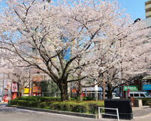 公園 染井吉野桜記念公園