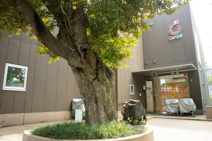 ピノキオ幼児舎浜田山保育園