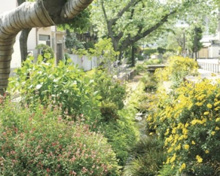 地域風景資産『季節の野草に出会う小径』
