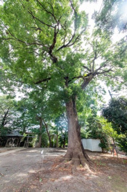 大松氷川神社の画像2