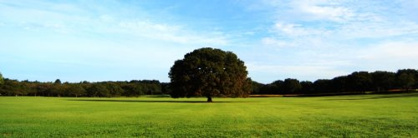 昭和記念公園の画像1