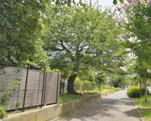公園 やっちゃば広場