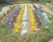 公園 大蔵ひまわり緑地