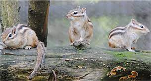 加茂山公園の画像5