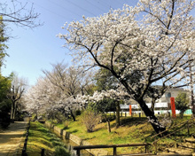 公園 世田谷区立次大夫掘公園えのきひろば