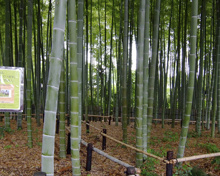 公園 世田谷区立喜多見五丁目竹山市民緑地