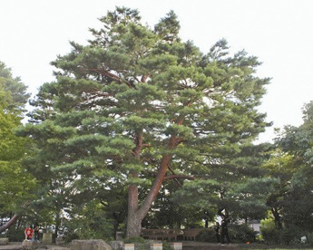 世田谷名木百選 アカマツの画像1