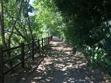 横山公園丘陵緑地の画像1