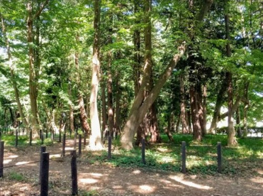 古淵鵜野森公園の画像1