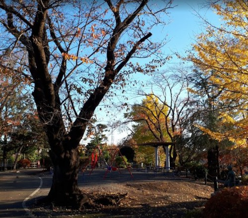 座間公園の画像