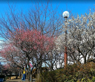 ひばりが丘第３公園の画像1