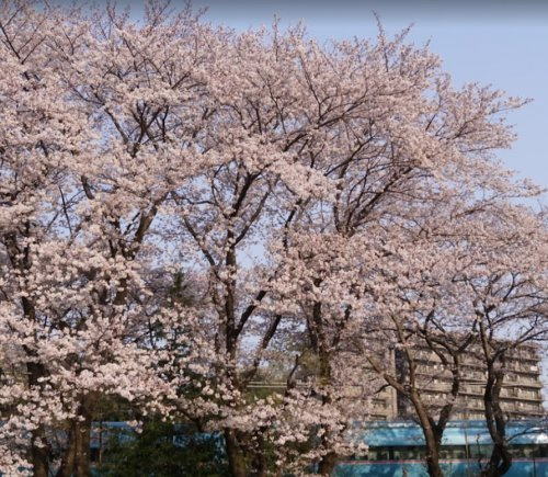 明王第２公園の画像