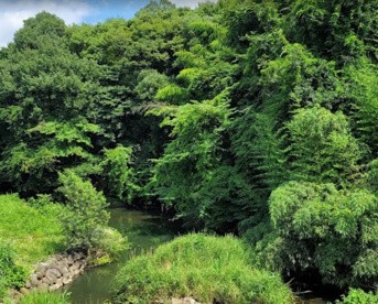 野津田丸山緑地の画像1