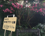 高ヶ坂フラワー広場