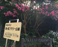 高ヶ坂フラワー広場