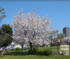 原町田青空ひろば
