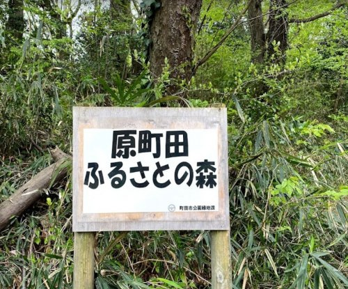 原町田ふるさとの森の画像