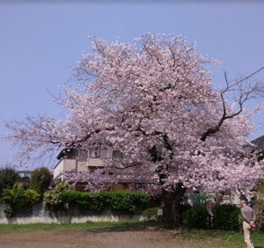 小門公園の画像1