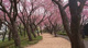 菊名桜山公園の画像