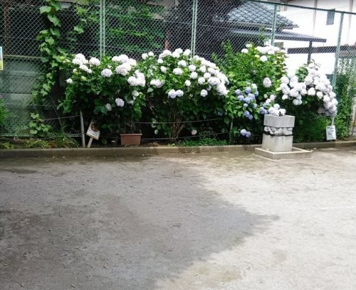 南新町ちびっこ公園の画像