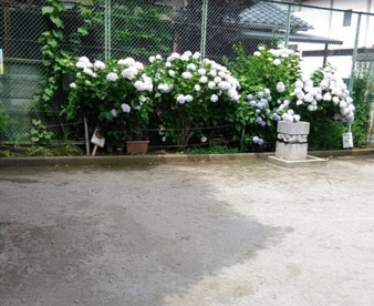 南新町ちびっこ公園の画像1