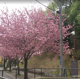 みなみ野菖蒲谷戸公園の画像1
