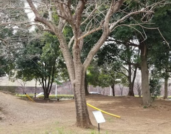 堀之内こぶし緑地の画像1