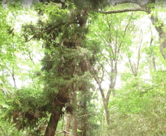 七国の尾根緑地の画像1