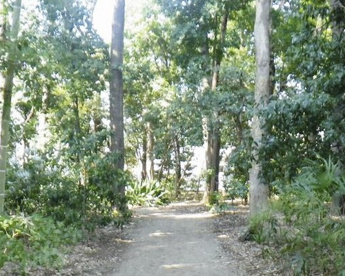 世田谷区自然観察林の画像1