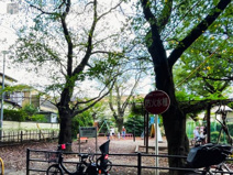 中町シダレザクラ公園