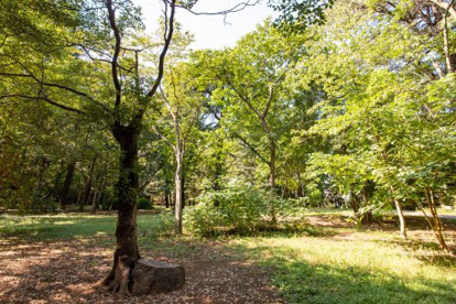 中野区立江古田の森公園の画像4