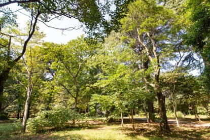 中野区立江古田の森公園の画像5