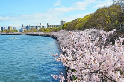 毛馬桜之宮公園の画像1